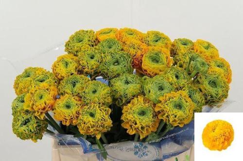 Ranunculus asiaticus 'Pon-Pon Luna'