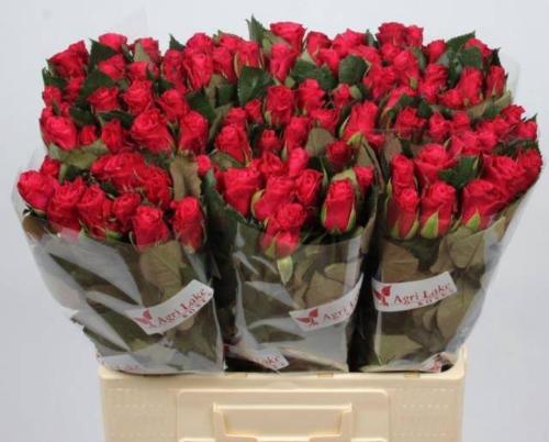 Rosa grootbloemig Tacazzi+