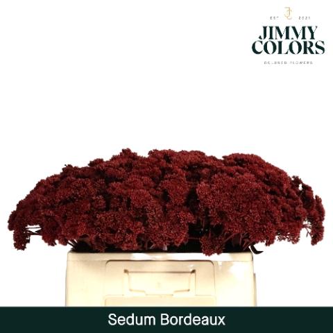 Sedum kleurbehandeld H%