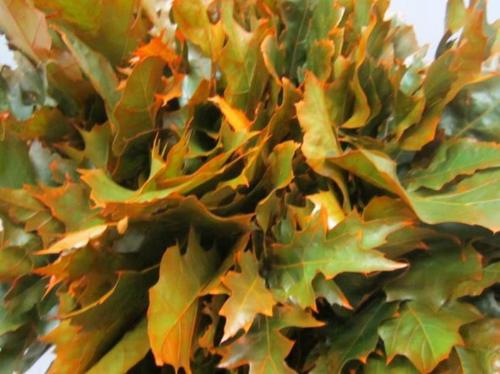 Quercus rubra kleurbehandeld H%