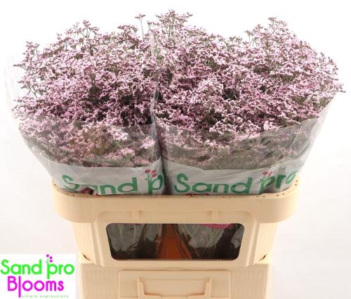 Limonium Safora Oshi Pink