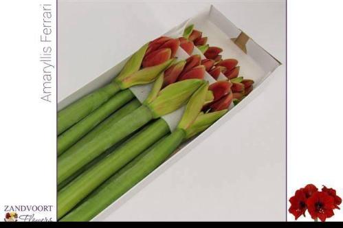 Hippeastrum Galaxy Grp 'Ferrari'