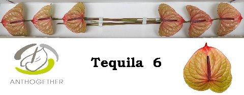 Anthurium (Andreanum Grp) Tequila