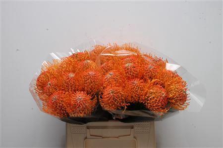 Leucospermum Ayoba Orange
