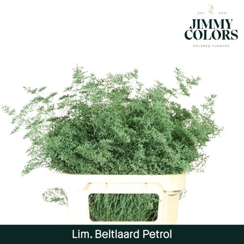 Limonium overig kleurbehandeld H%