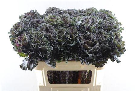 Brassica oleracea Black Angel