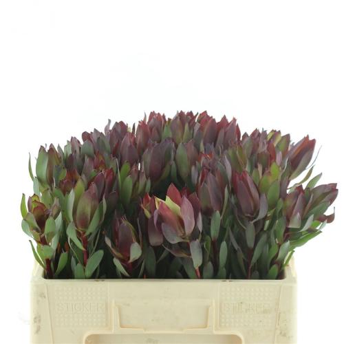 Leucadendron 'Senorita'