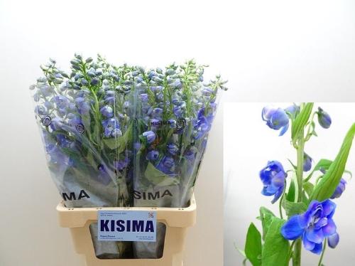 Delphinium Elatum Grp dubbelbloemig 'Guardian Blue'
