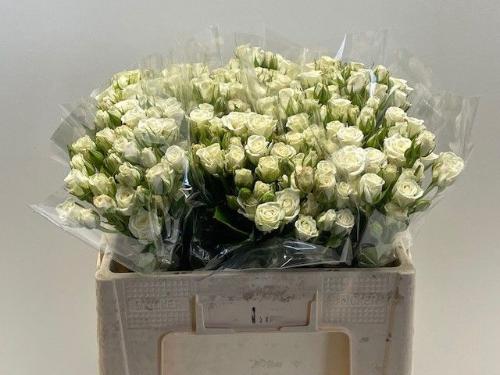 Rosa tros Snowflake
