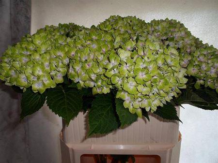 Hydrangea macrophylla Magical Rhapsody