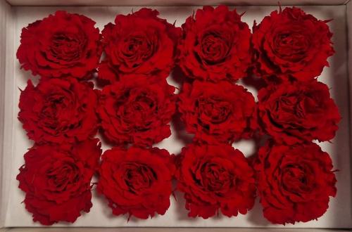Rosa grootbloemig kleurbehandeld H%