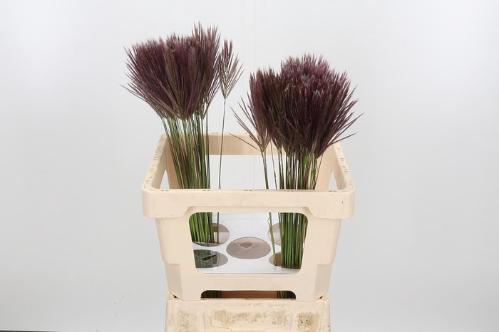 Chloris roxburghiana