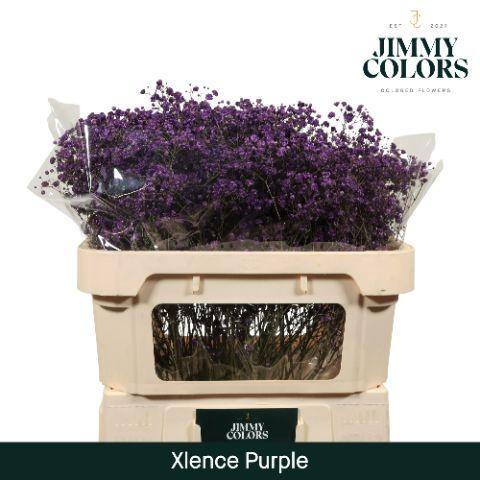 Gypsophila overig kleurbehandeld H%