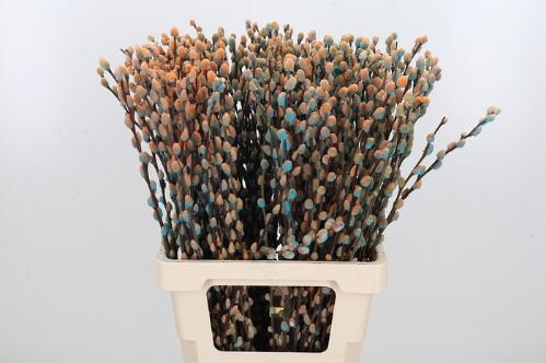 Salix kleurbehandeld H%