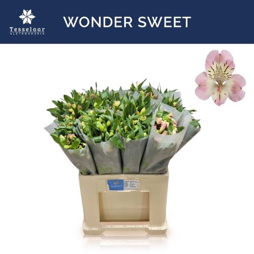 Alstroemeria Wonder Sweet