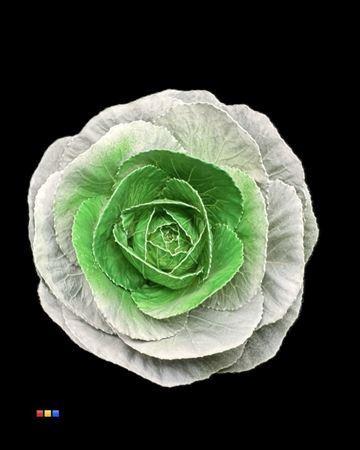 Brassica oleracea kleurbehandeld H%