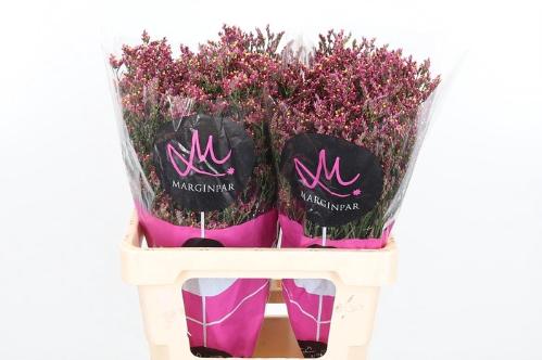 Limonium sinensis Scarlet Diamond