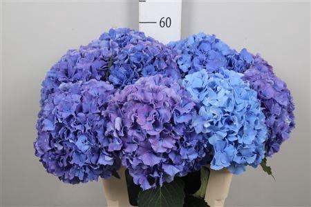 Hydrangea macrophylla Royal Parade