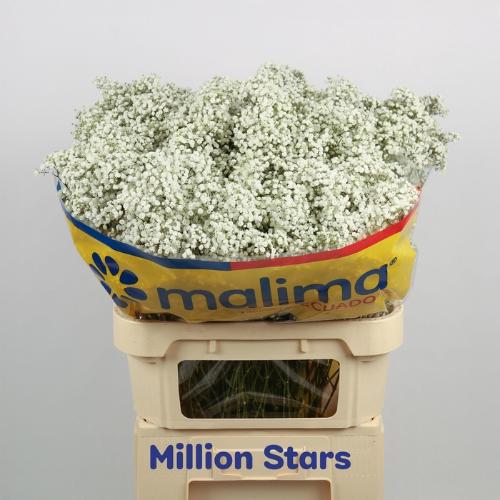 Gypsophila paniculata 'Million Stars'