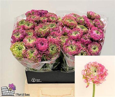 Ranunculus asiaticus 'Pon-Pon Malva'