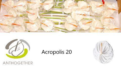 Anthurium Andreanum Grp 'Acropolis'