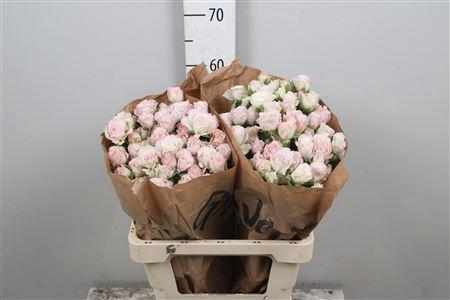 Rosa tros Angel Bombastic