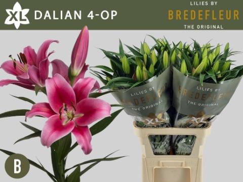 Lilium Oriental x Trumpet Grp 'Dalian'