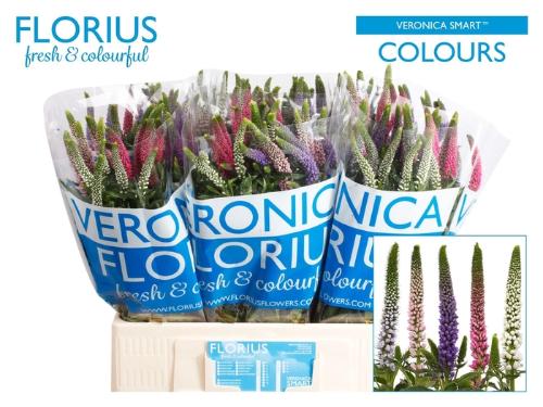 Veronica Smart Rainbow Gemengd