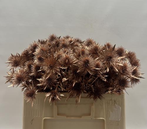 Eryngium alpinum kleurbehandeld H%