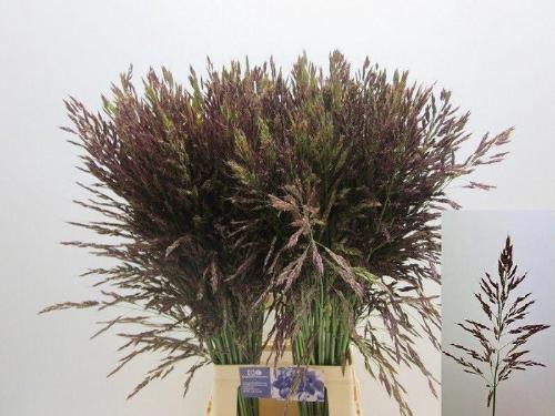Panicum violaceum 'Umbrella'