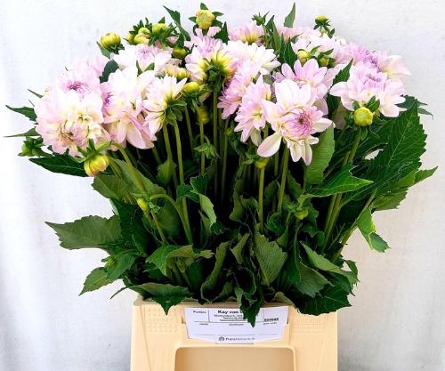 Dahlia 'Eveline'