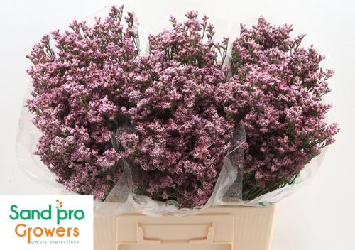 Limonium sinense Silvery Pink
