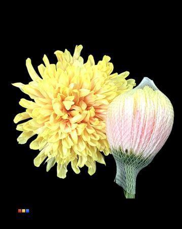 Chrysanthemum (Indicum Grp) geplozen Antonov kleurbehandeld H%