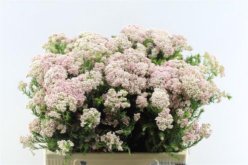 Ozothamnus 'Cooks Tall Pink'