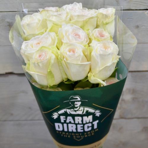 Rosa grootbloemig White O'Hara