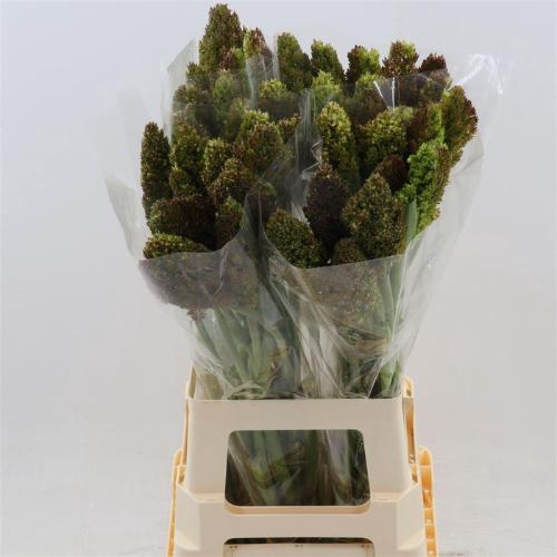 Sorghum 'Zebra Compact'