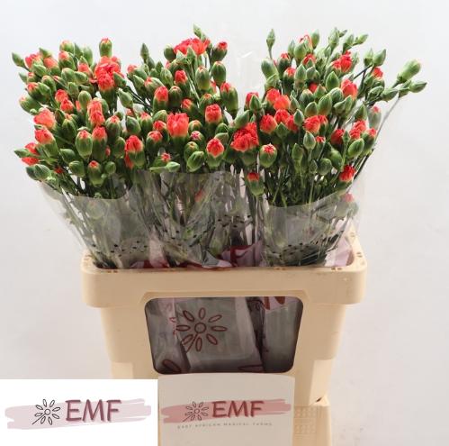 Dianthus tros Beta
