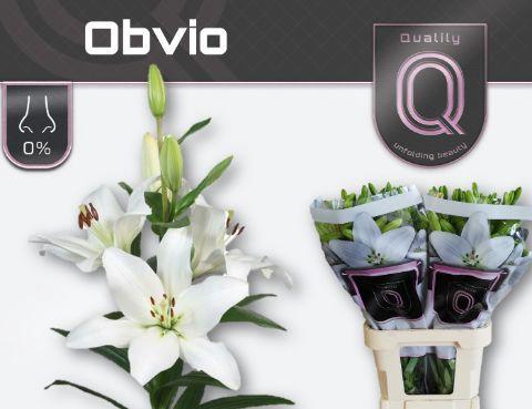 Lilium (LA-hybrids Grp) 'Obvio'