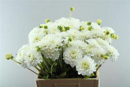 Dahlia Decor Grp 'Polar Ice'