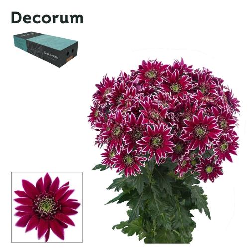 Chrysanthemum (Indicum Grp) tros Bolte