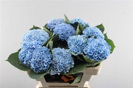 Hydrangea macrophylla Magical Revolution