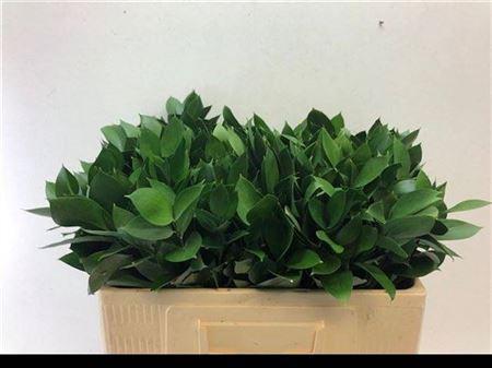 Ruscus hypophyllum (groot blad)