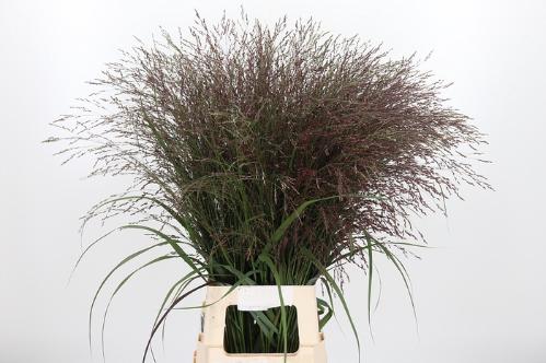 Panicum virgatum 'Warrior'