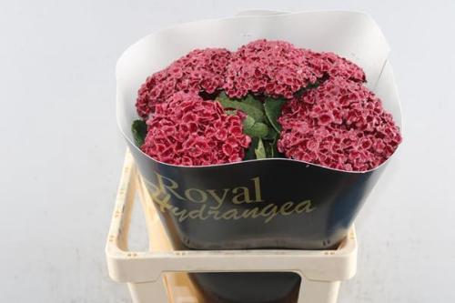Hydrangea overig kleurbehandeld H%