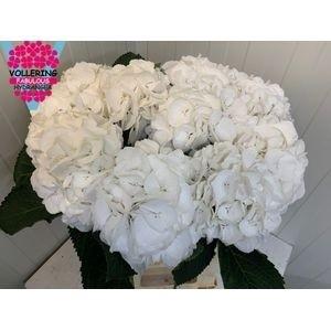 Hydrangea macrophylla 'Schneeball'