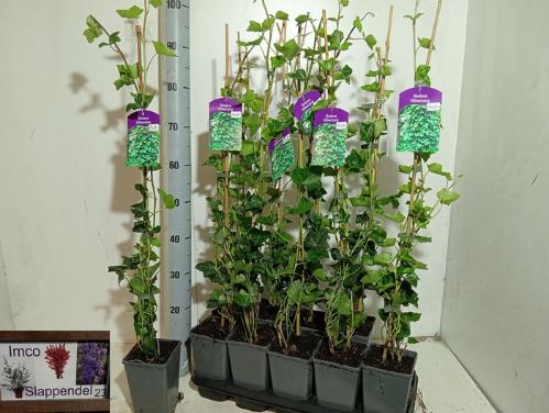Hedera hibernica