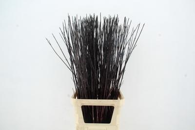 Cornus alba 'Kesselringii'