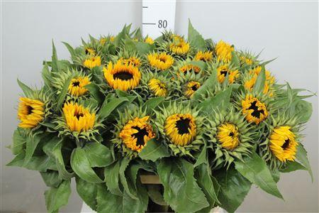 Helianthus annuus 'Sunrich Orange'