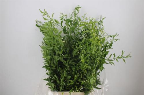 Decoratiegroen overig per bos