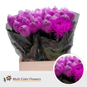 Chrysanthemum (Indicum Grp) geplozen Antonov kleurbehandeld H%